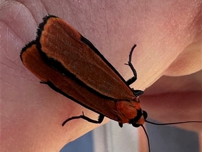 Cyana meyricki (A Tiger moth (Lithosiini) at Ulladulla, NSW - 27 Nov 2024 by lbradley