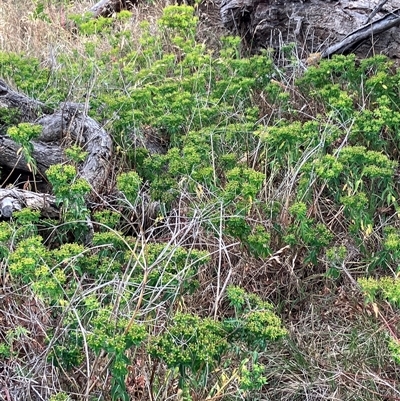 Euphorbia oblongata (Egg-leaf Spurge) at Hall, ACT - 28 Nov 2024 by strigo