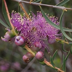 Melaleuca sp. at Martin, WA - 10 Nov 2024 by AnneG1