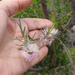Melaleuca radula at Martin, WA - 10 Nov 2024 12:02 PM