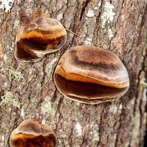 Phellinus sp. (non-resupinate) (A polypore) at Bungonia, NSW by AlisonMilton