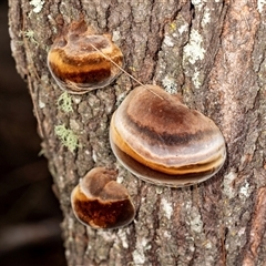 Phellinus sp. (non-resupinate) at Bungonia, NSW - 26 Nov 2024