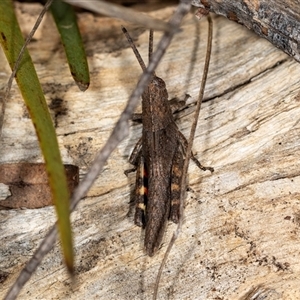 Cirphula pyrrhocnemis at Bungonia, NSW - 26 Nov 2024 03:00 PM