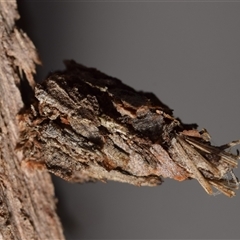 Psychidae (family) IMMATURE (Unidentified case moth or bagworm) at Jerrabomberra, NSW - 28 Nov 2024 by DianneClarke