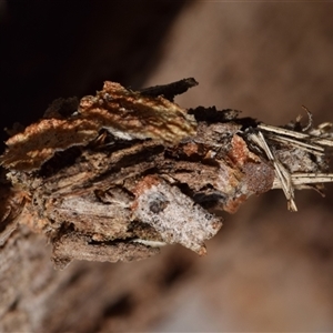 Psychidae - IMMATURE larvae at Jerrabomberra, NSW - 28 Nov 2024