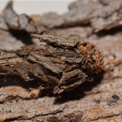 Psychidae - IMMATURE larvae at Jerrabomberra, NSW - 28 Nov 2024