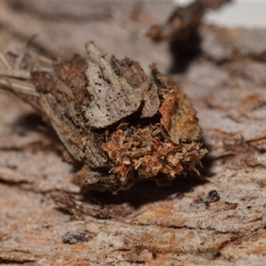 Psychidae - IMMATURE larvae at Jerrabomberra, NSW - 28 Nov 2024