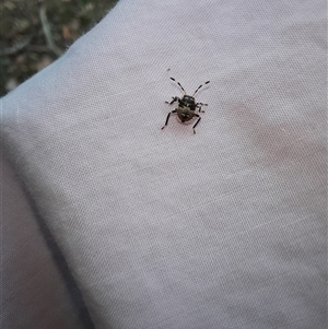 Pentatomidae (family) at Kingsdale, NSW - 28 Nov 2024