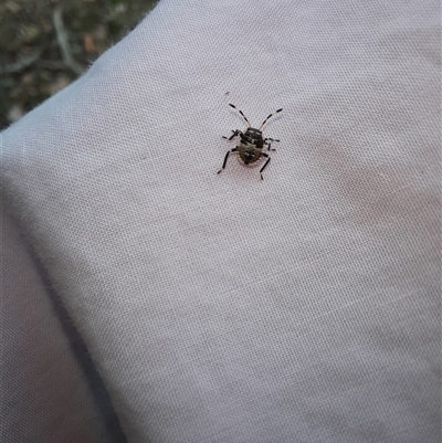 Pentatomidae (family) (Shield or Stink bug) at Kingsdale, NSW - 28 Nov 2024 by glbn1