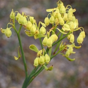 Glischrocaryon aureum at Martin, WA - 10 Nov 2024 12:04 PM