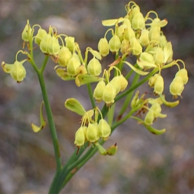 Glischrocaryon aureum (Yellow Popflower) at Martin, WA - 10 Nov 2024 by AnneG1