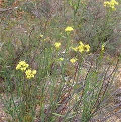 Glischrocaryon aureum at Martin, WA - 10 Nov 2024 12:04 PM