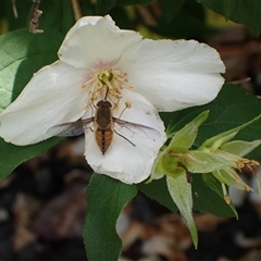 Trichophthalma punctata (Tangle-vein fly) at Murrumbateman, NSW - 28 Nov 2024 by SimoneC