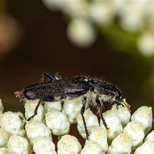 Eleale simplex at Bungonia, NSW - 26 Nov 2024