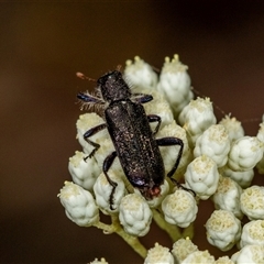 Eleale simplex at Bungonia, NSW - 26 Nov 2024