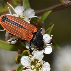 Castiarina erythroptera (Lycid Mimic Jewel Beetle) at Jerrabomberra, NSW - 28 Nov 2024 by DianneClarke