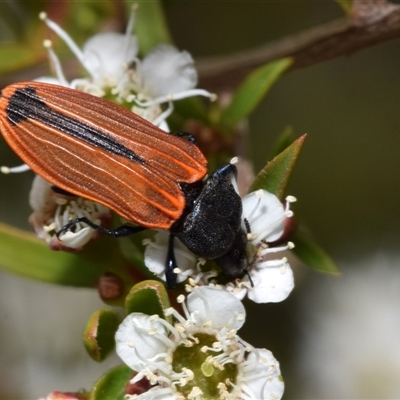 Castiarina erythroptera (Lycid Mimic Jewel Beetle) at Jerrabomberra, NSW - 28 Nov 2024 by DianneClarke