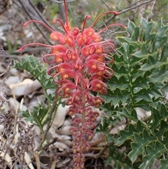 Unidentified Other Shrub at Martin, WA - 10 Nov 2024 by AnneG1