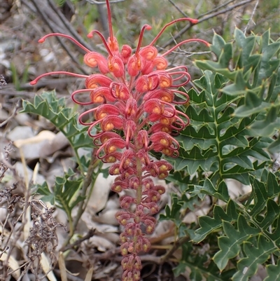 Grevillea bipinnatifida (Fuchsia Grevillea) at Martin, WA - 10 Nov 2024 by AnneG1