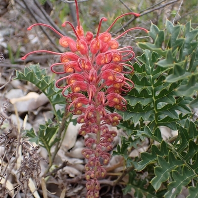 Grevillea bipinnatifida (Fuchsia Grevillea) at Martin, WA - 10 Nov 2024 by AnneG1