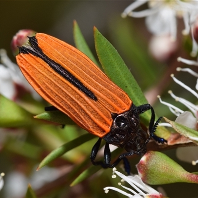 Castiarina nasuta (A jewel beetle) at Jerrabomberra, NSW - 28 Nov 2024 by DianneClarke