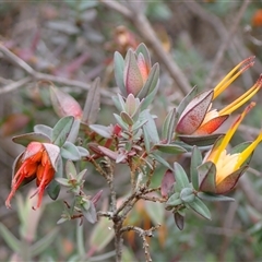 Darwinia citriodora (Lemon-Scented Darwinia) at Martin, WA - 10 Nov 2024 by AnneG1