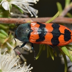 Castiarina crenata (Jewel beetle) at Jerrabomberra, NSW - 27 Nov 2024 by DianneClarke