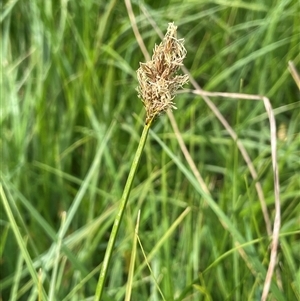 Carex chlorantha at Braidwood, NSW - 31 Oct 2024 03:23 PM