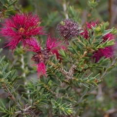 Beaufortia purpurea (Purple Beaufortia) at Martin, WA - 10 Nov 2024 by AnneG1