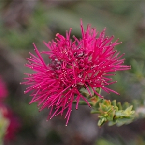 Beaufortia purpurea at Martin, WA - 10 Nov 2024 12:19 PM