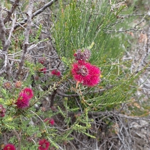 Beaufortia purpurea at Martin, WA - 10 Nov 2024 12:19 PM