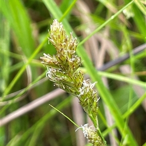 Carex chlorantha at Rendezvous Creek, ACT - 27 Nov 2024