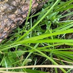 Carex chlorantha at Rendezvous Creek, ACT - 27 Nov 2024