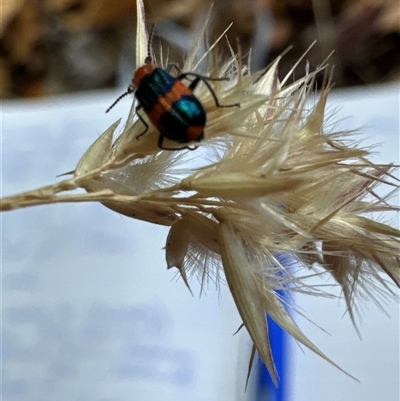 Dicranolaius bellulus (Red and Blue Pollen Beetle) at Aranda, ACT - 27 Nov 2024 by Jubeyjubes