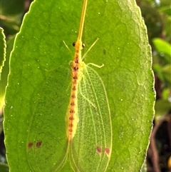 Unidentified Green Lacewing (Chrysopidae) at Aranda, ACT - 28 Nov 2024 by Jubeyjubes