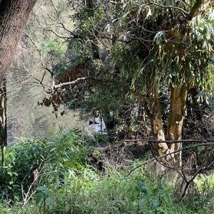 Wallabia bicolor at Lindfield, NSW - 26 Nov 2024