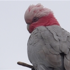 Eolophus roseicapilla (Galah) at Braidwood, NSW - 28 Nov 2024 by MatthewFrawley