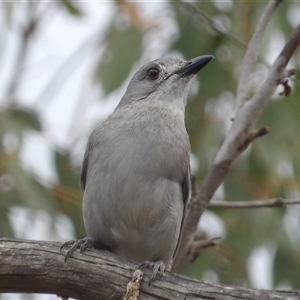 Colluricincla harmonica at Bombay, NSW - 28 Nov 2024