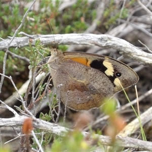 Heteronympha merope at Bombay, NSW - 28 Nov 2024