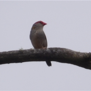 Neochmia temporalis at Bombay, NSW - 28 Nov 2024