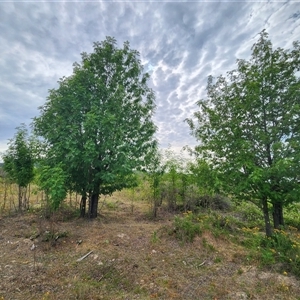 Sorbus domestica (Service Tree) at Uriarra Village, ACT by rangerstacey