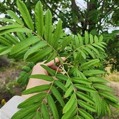 Sorbus domestica at Uriarra Village, ACT - 26 Nov 2024