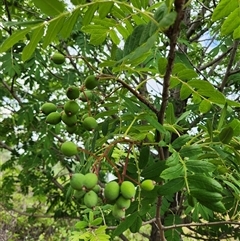 Sorbus domestica at Uriarra Village, ACT - 26 Nov 2024 08:56 AM