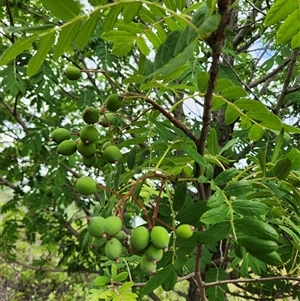 Sorbus domestica at Uriarra Village, ACT - 26 Nov 2024 08:56 AM