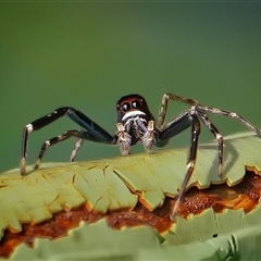 Helpis minitabunda (Threatening jumping spider) at Page, ACT - 28 Nov 2024 by DonTaylor