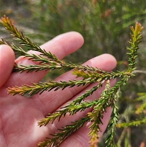 Melaleuca parvistaminea at Uriarra Village, ACT - 26 Nov 2024