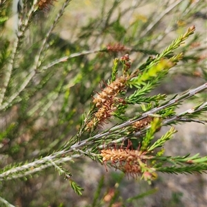 Melaleuca parvistaminea at Uriarra Village, ACT - 26 Nov 2024