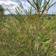 Melaleuca parvistaminea at Uriarra Village, ACT - 26 Nov 2024