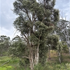 Melaleuca sieberi at Brownlow Hill, NSW - 28 Nov 2024 by MaxDownes