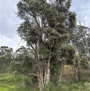 Melaleuca sieberi at Brownlow Hill, NSW by MaxDownes